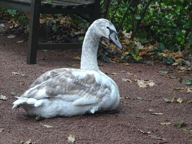 Photo de Cygne