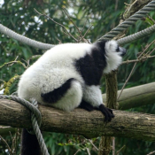 Photo de Lmurien - maki vari noir et blanc