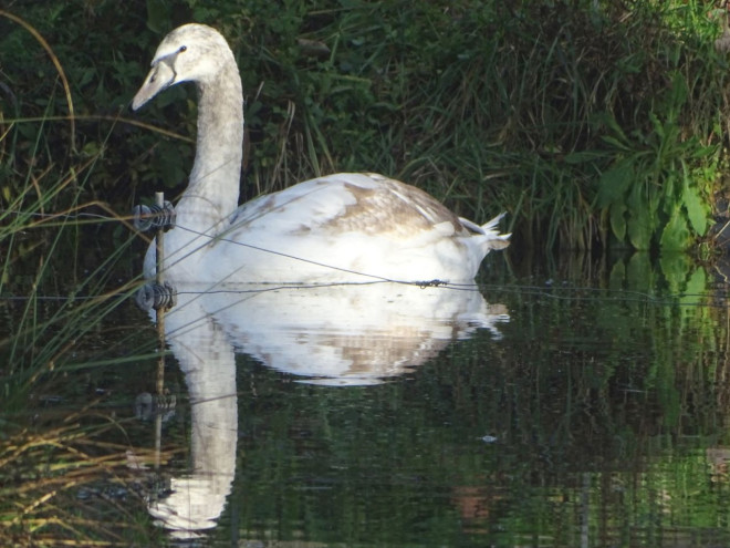 Photo de Cygne