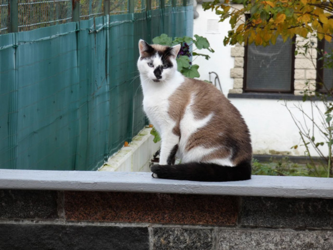 Photo de Chat domestique