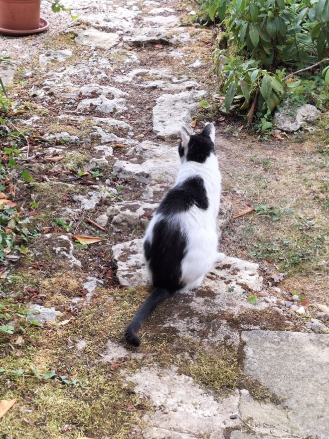 Photo de Chat domestique