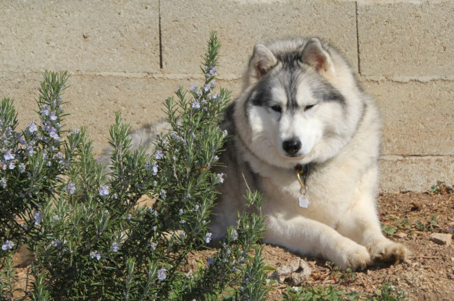 Photo de Husky siberien