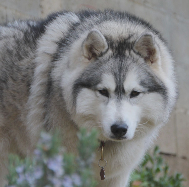 Photo de Husky siberien