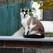 Photo de Chat domestique