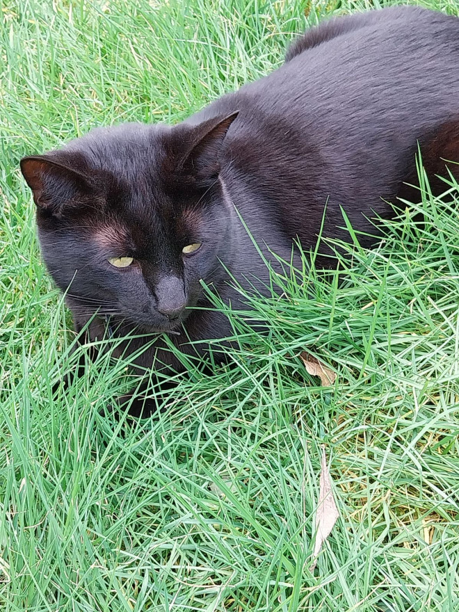 Photo de Chat domestique