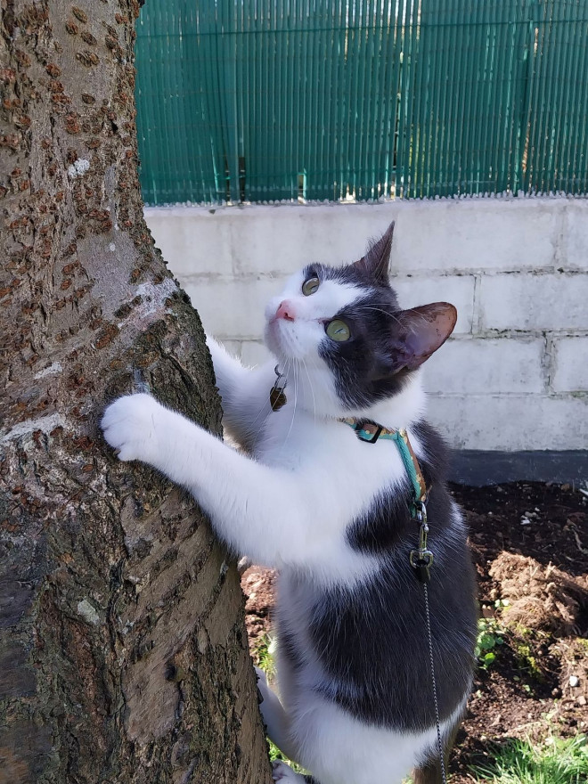 Photo de Chat domestique