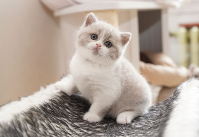 Photo de British shorthair