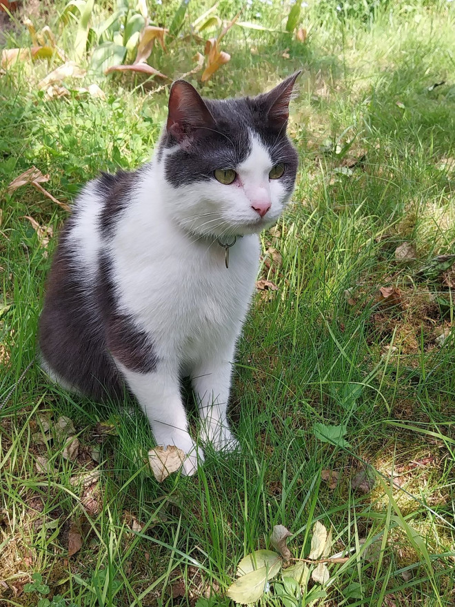 Photo de Chat domestique