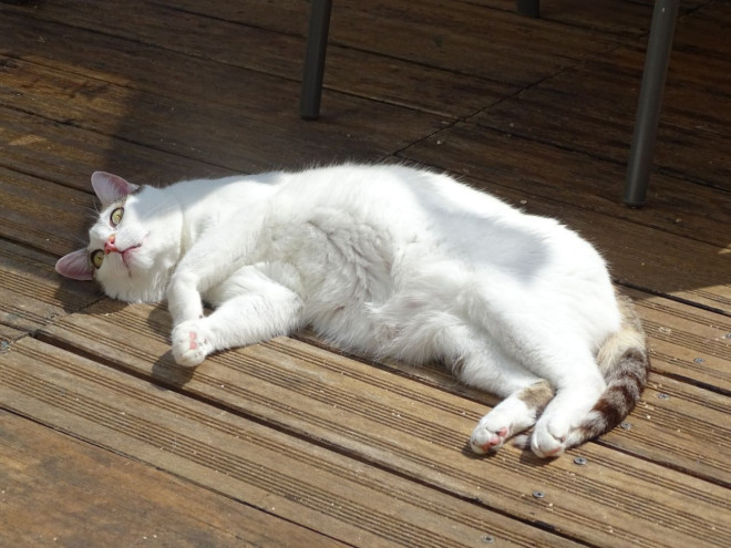 Photo de Chat domestique