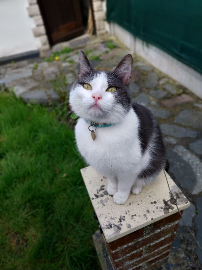 Photo de Chat domestique