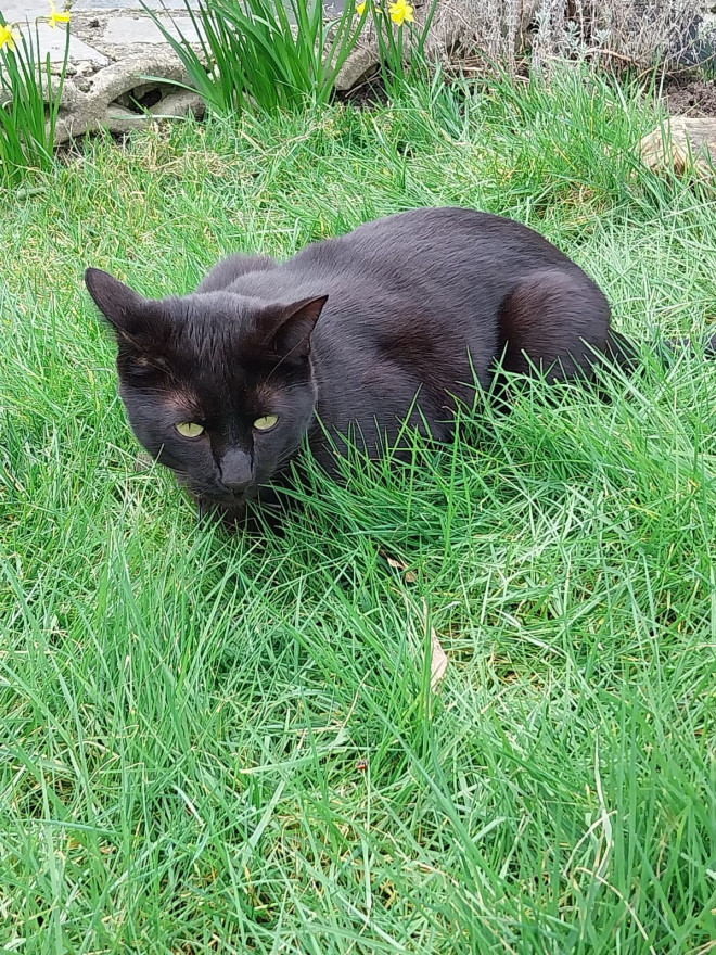 Photo de Chat domestique