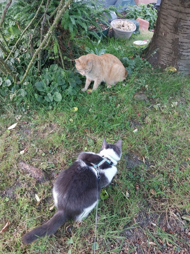 Photo de Chat domestique