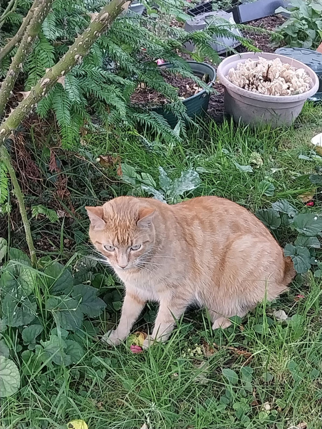 Photo de Chat domestique