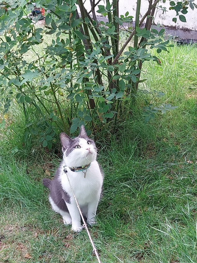 Photo de Chat domestique