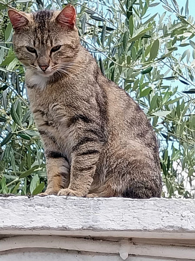 Photo de Chat domestique