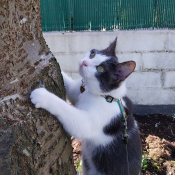 Photo de Chat domestique