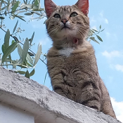 Photo de Chat domestique