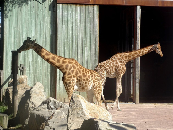 Photo de Girafe