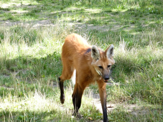 Photo de Loup