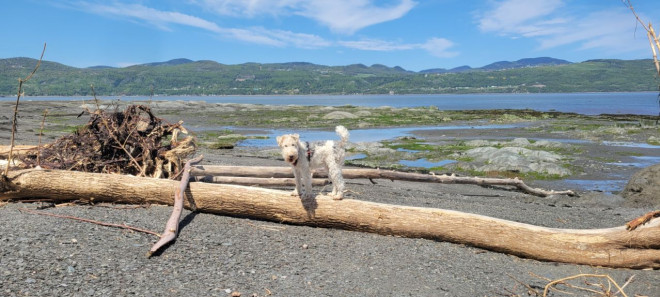 Photo de Fox terrier  poil dur