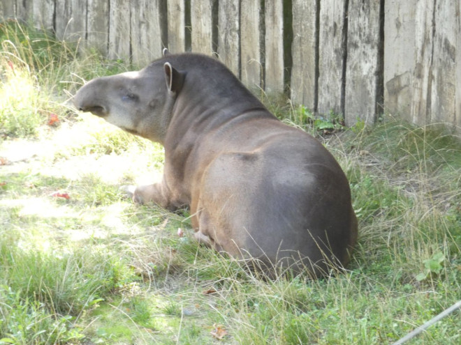 Photo de Tapir