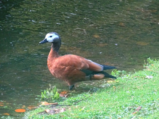 Photo de Canard tadorne casarca