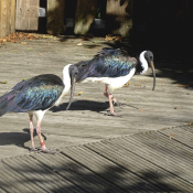 Fond d'cran avec photo d'Ibis