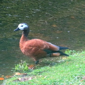 Photo de Canard tadorne casarca