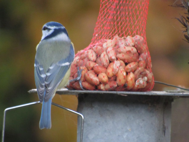 Photo de Msange bleue