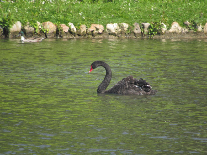 Photo de Cygne