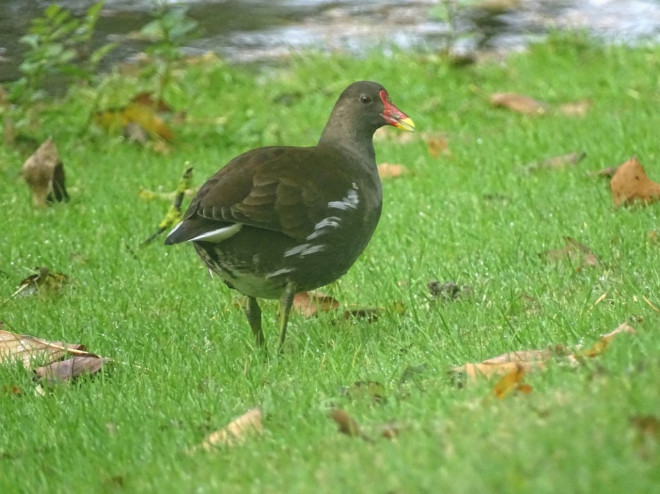 Photo de Poule d'eau