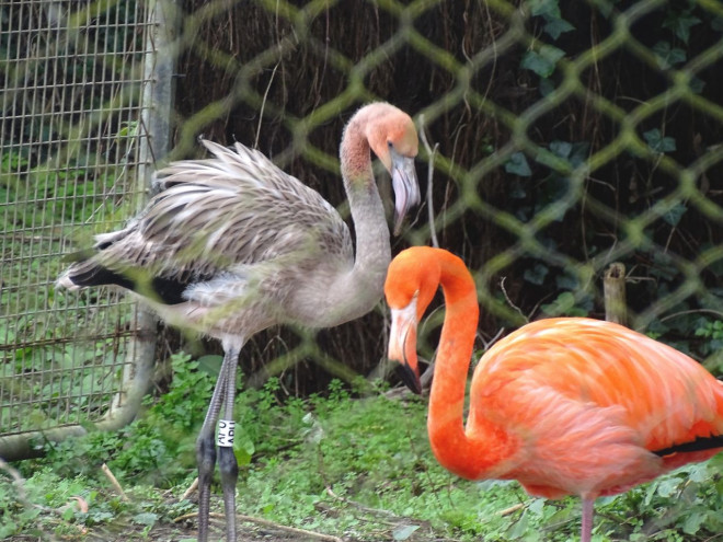 Photo de Flamand rose