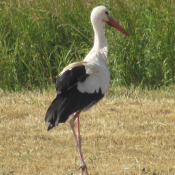 Photo de Cigogne