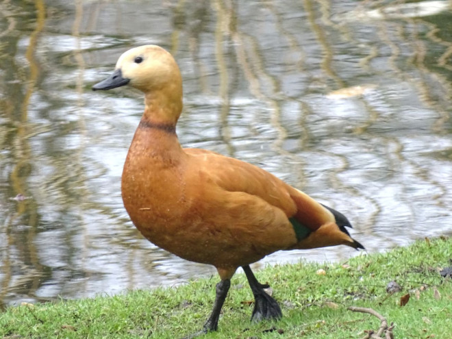 Photo de Canard tadorne casarca