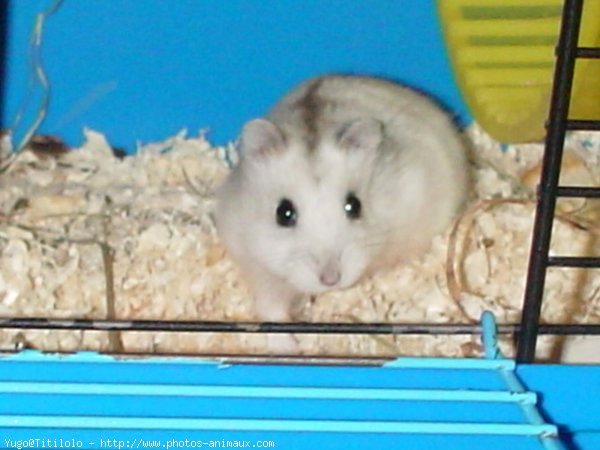 Photo de Hamster