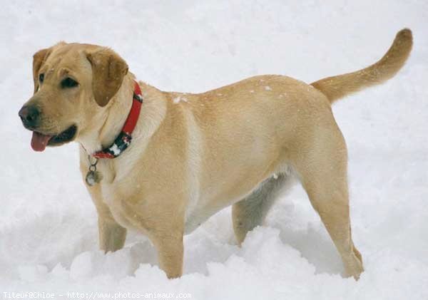 Photo de Labrador retriever