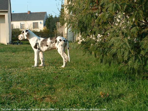 Photo de Dogue allemand