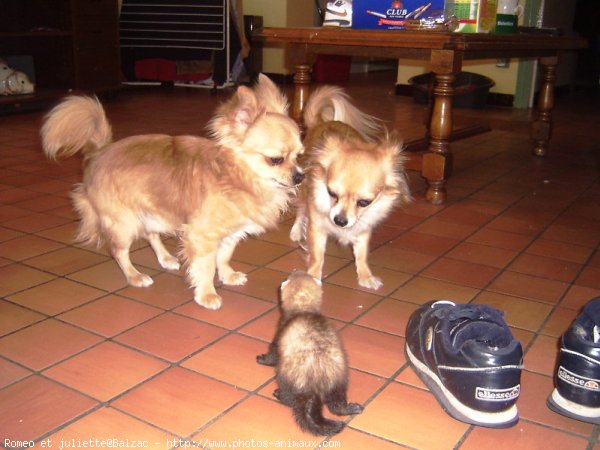 Photo de Chihuahua  poil court