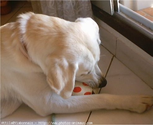 Photo de Labrador retriever