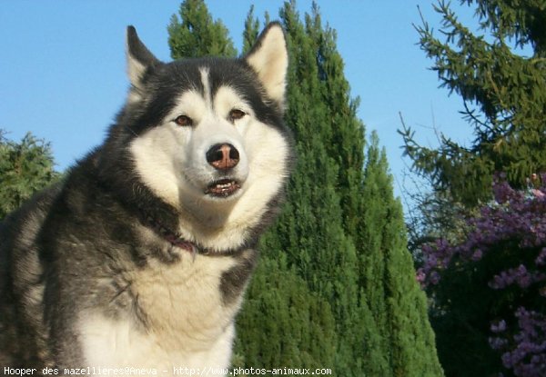 Photo de Husky siberien