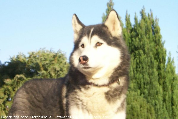 Photo de Husky siberien