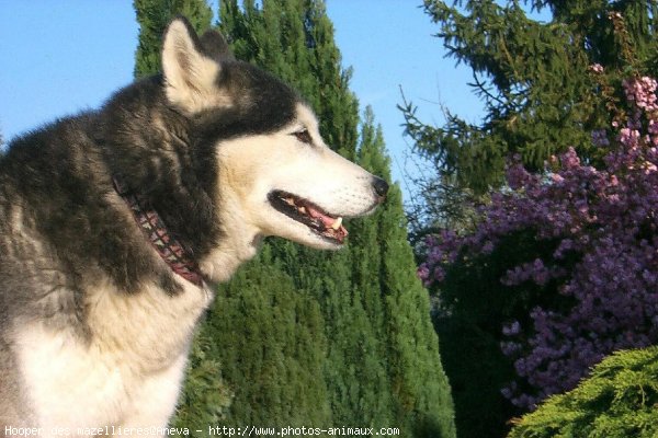 Photo de Husky siberien