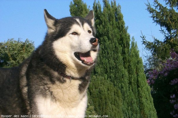 Photo de Husky siberien