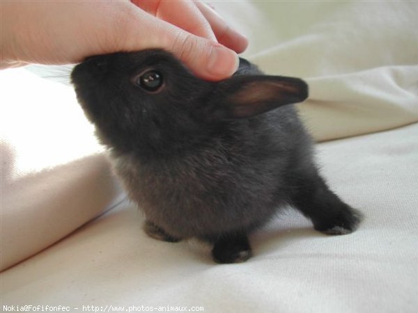 Photo de Lapin