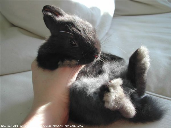 Photo de Lapin