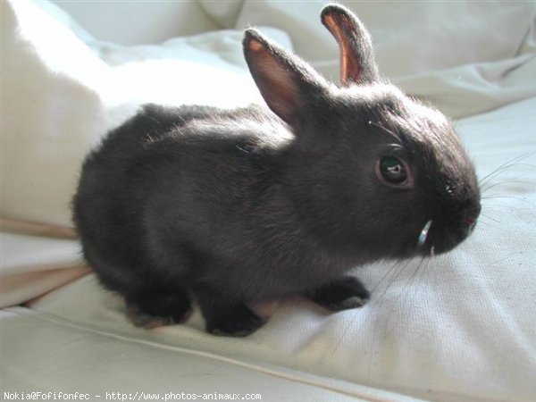 Photo de Lapin