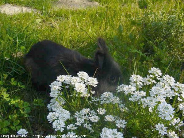 Photo de Lapin