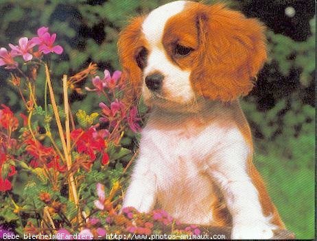 Photo de Cavalier king charles spaniel