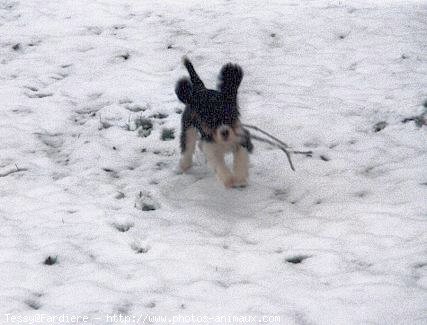 Photo de Cavalier king charles spaniel