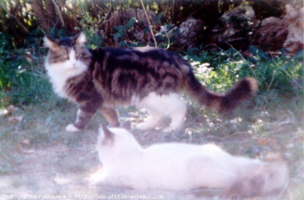 Photo de Chat domestique